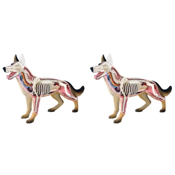 2X Animal Anatomiei Organelor Modelul 4D Câine Inteligenta Asamblarea Jucărie de Predare Anatomie Model DIY Popular Science Aparate