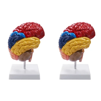 2X Cerebrale Anatomice Model de Anatomie 1:1 Jumătate de Creier Trunchiul cerebral Predare Laborator Consumabile