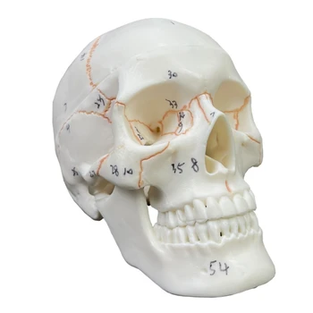 Dropship Numerotate de Craniu Uman, Modelul,Dimensiunea de Viață 2 Piese cu suturi Pictat,54 Etichetate, Numerotate pentru Studenții la Medicină