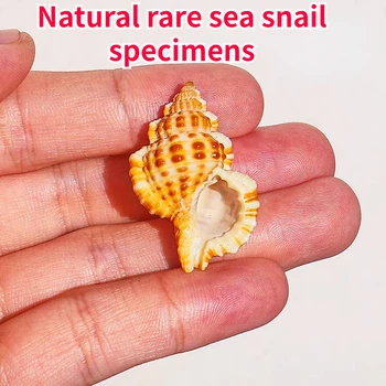 Naturale Rare Conch Shell Rezervor de Pește Cutie Decor DIY Manual Wind Chime Decor Creativ Ocean Decor Scoici de Mare